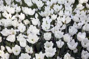 White Marvel Tulips