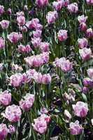 Madison Garden Tulips