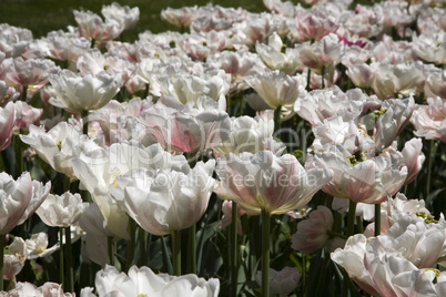 Double Early (mr van der hoef) Tulips