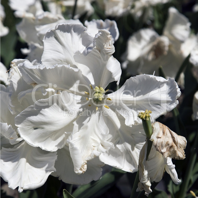 Super Parrot Tulip