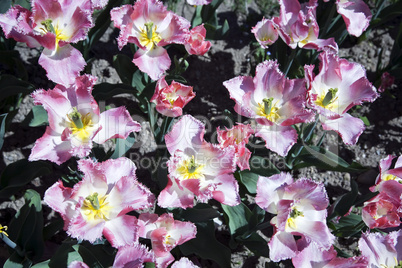 Tulipe botanique lingerie