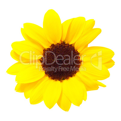 Sunflowers, isolated on a white background.