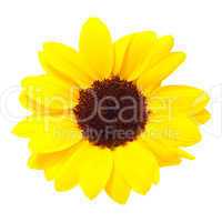 Sunflowers, isolated on a white background.