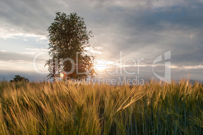 Sonnenuntergang hinterm Getreidefeld