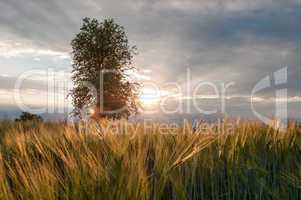 Sonnenuntergang hinterm Getreidefeld