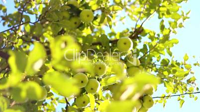 Apple Tree - fresh green full with fruits in the wind