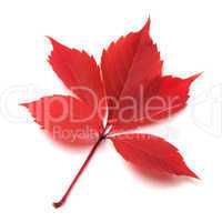 Red autumn leaf on white background