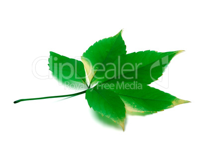 Green virginia creeper leaves on white background