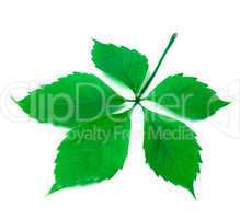 Green virginia creeper leaf on white background