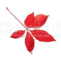 Red autumn virginia creeper leaf