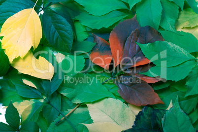 Background of multicolor leaves