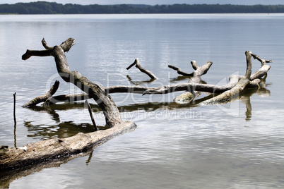 ausgebleichter Baum