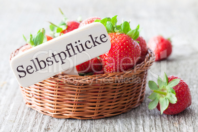 Selbstpflücke Erdbeeren / fresh strawberries with tag