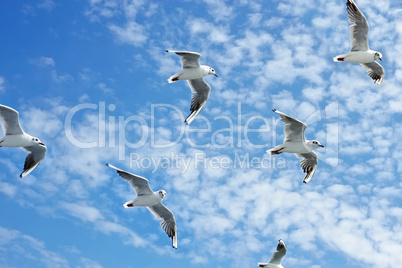 Seagulls group in flight