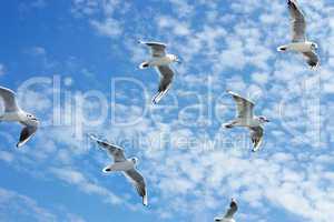 Seagulls group in flight