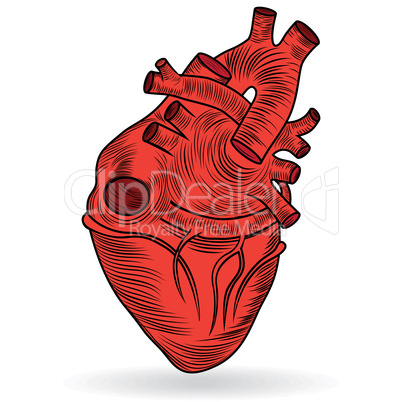 Vector button or icon of a human heart