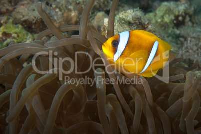Unterwasserwelt: Am Riff, Rotes Meer, Ägypten