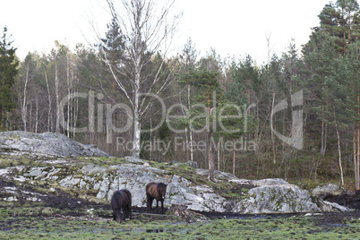 rural scene in norway with two horses