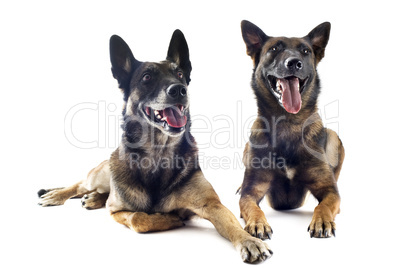 malinois