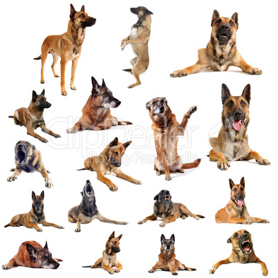 malinois