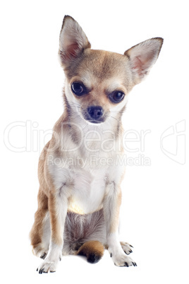 puppy chihuahua