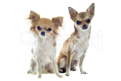 two chihuahuas