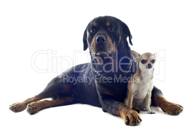 rottweiler and puppy chihuahua