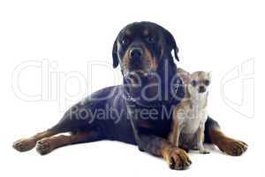 rottweiler and puppy chihuahua