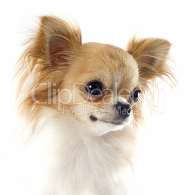 portrait of chihuahua