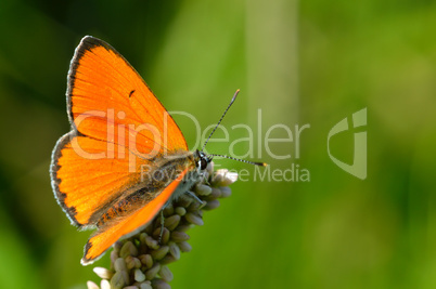 Butterfly colias croceus