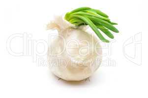 Ripe white onion