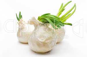 Ripe white onion