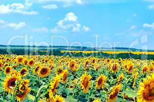 Field with blooming sunflowers, summer landscape