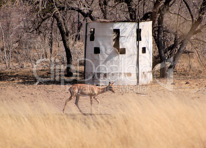 Bow Hunters Hideout with Impala