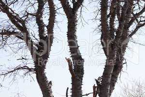 Knobwood Tree Trunk