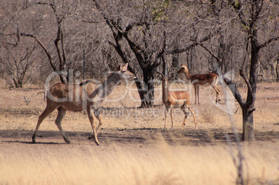 Kudu Ewe Walking Past Impala Ram