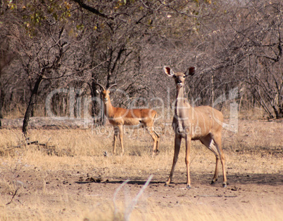 Alert Kudu Ewe and Impala Ram