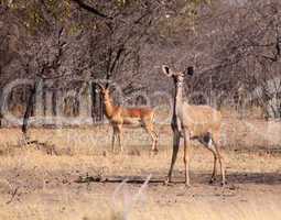 Alert Kudu Ewe and Impala Ram