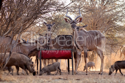 Kudu Herd and Worthogs at Feeding Pit