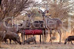 Kudu Herd and Worthogs at Feeding Pit