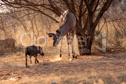 Kudu Ewe Standoff