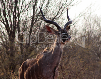 Kudu licking nose