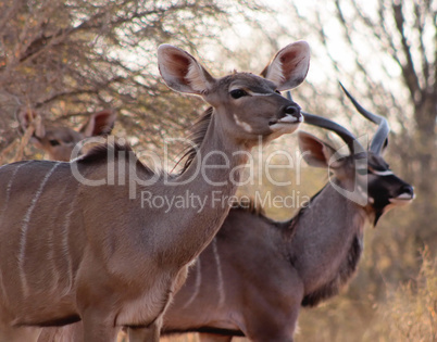 Kudu Ewe with Bull in Background