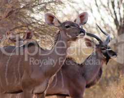 Kudu Ewe with Bull in Background
