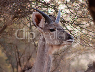 Young Kudu Bull with Small Horns