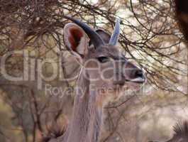 Young Kudu Bull with Small Horns