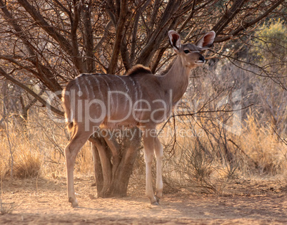 Alert Kudu Ewe Under Bushveld Tree