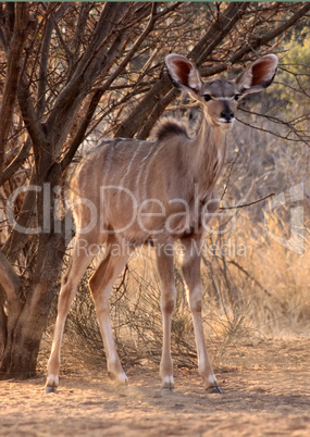 Alert Young Kudu Ewe Under Bushveld Tree