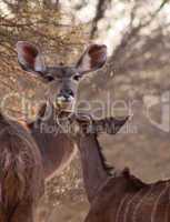 Rare Tender Moment Kudu Ewe and Foal