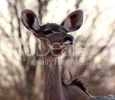 Portrait of Alert Kudu Ewe